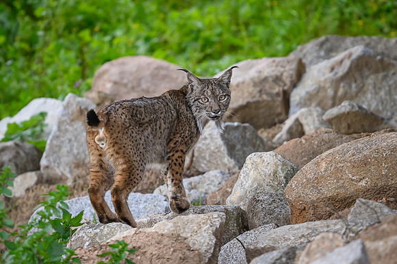 Iberian Lynx / Ryś Iberyjski