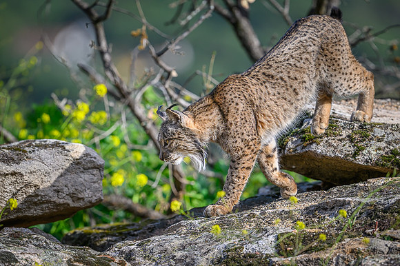 Iberian Lynx / Ryś Iberyjski