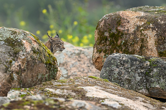 Iberian Lynx / Ryś Iberyjski