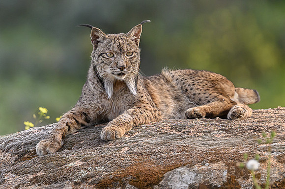 Iberian Lynx / Ryś Iberyjski