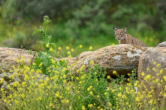 Iberian Lynx / Ryś Iberyjski