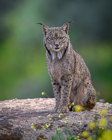 Iberian Lynx / Ryś Iberyjski