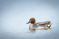 Common Teal / Cyraneczka Zwyczajna