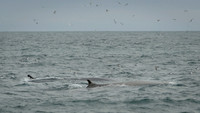 Fin whale