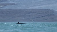 Fin whale