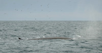 Fin whale