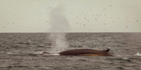 Fin whale