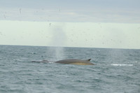 Fin whale