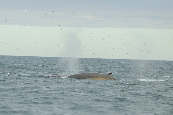 Fin whale
