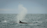 Fin whale