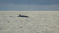 Fin whale