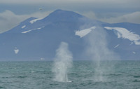 Fin whale