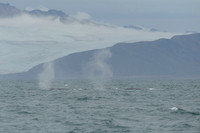 Fin whale