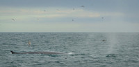 Fin whale