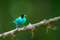 Green Honeycreeper