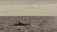 Fin whale