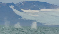 Fin whale