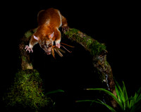Opossum