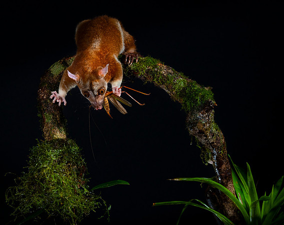 Opossum
