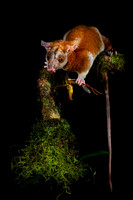 Opossum