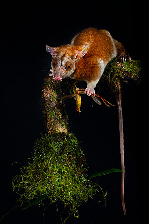 Opossum