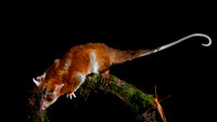 Opossum