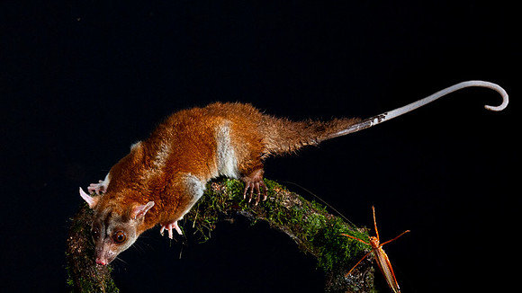 Opossum