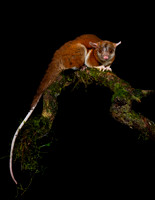Opossum