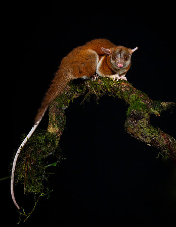 Opossum