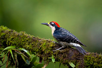 Black-cheeked Woodpecker