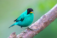 Green Honeycreeper