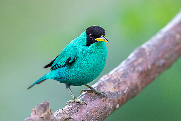Green Honeycreeper