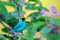 Green Honeycreeper