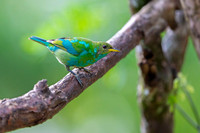 Green Honeycreeper