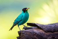 Green Honeycreeper