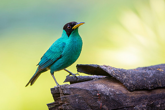 Green Honeycreeper