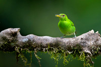 Green Honeycreeper