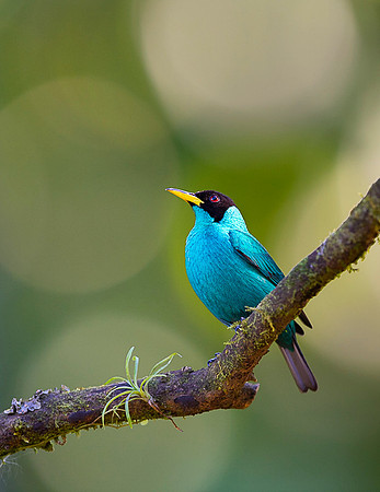Green Honeycreeper