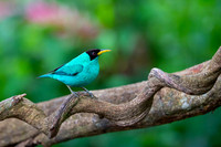 Green Honeycreeper