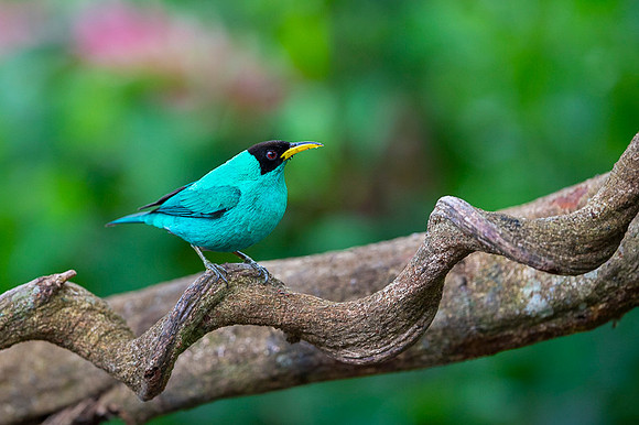 Green Honeycreeper