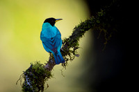 Green Honeycreeper
