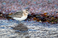 Sanderling