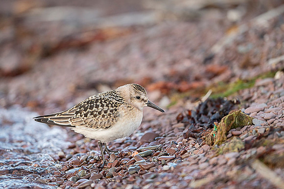 Sanderling