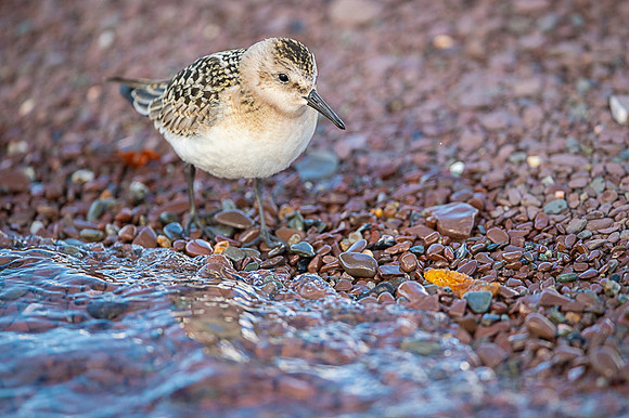Sanderling