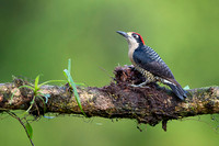 Black-cheeked Woodpecker