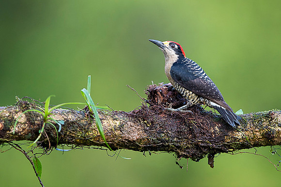 Black-cheeked Woodpecker