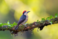 Black-cheeked Woodpecker