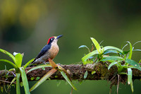 Black-cheeked Woodpecker