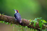 Black-cheeked Woodpecker