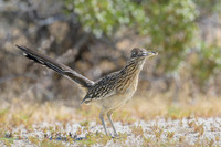 Road runner